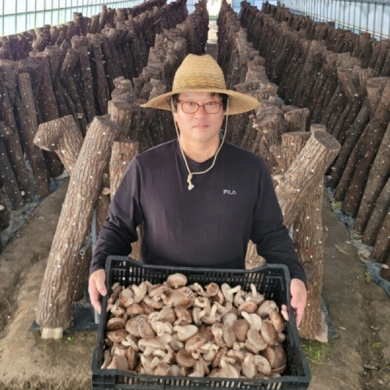 인더숲,원목표고버섯,생표고버섯,참나무표고버섯,양양표고버섯,버섯,표고버섯,유기농,건표고버섯,건표고버섯 세트, 버섯세트, 양양버섯