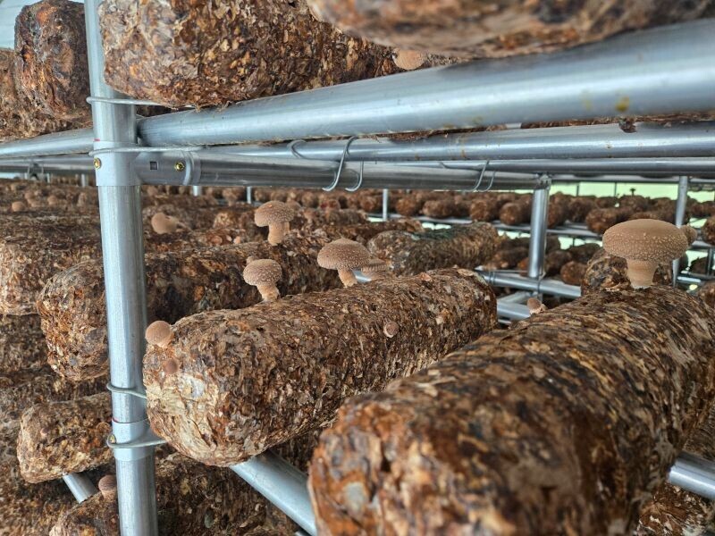 인더숲,원목표고버섯,생표고버섯,참나무표고버섯,양양표고버섯,버섯,표고버섯,유기농,건표고버섯,건표고버섯 세트, 버섯세트, 양양버섯