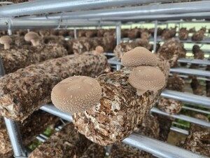 (못난이상품) 숲그린 생표고버섯 1kg