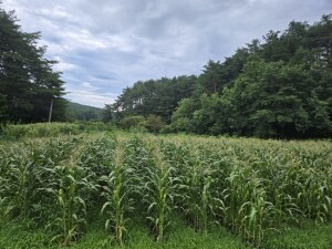 [인더숲]미흑찰옥수수